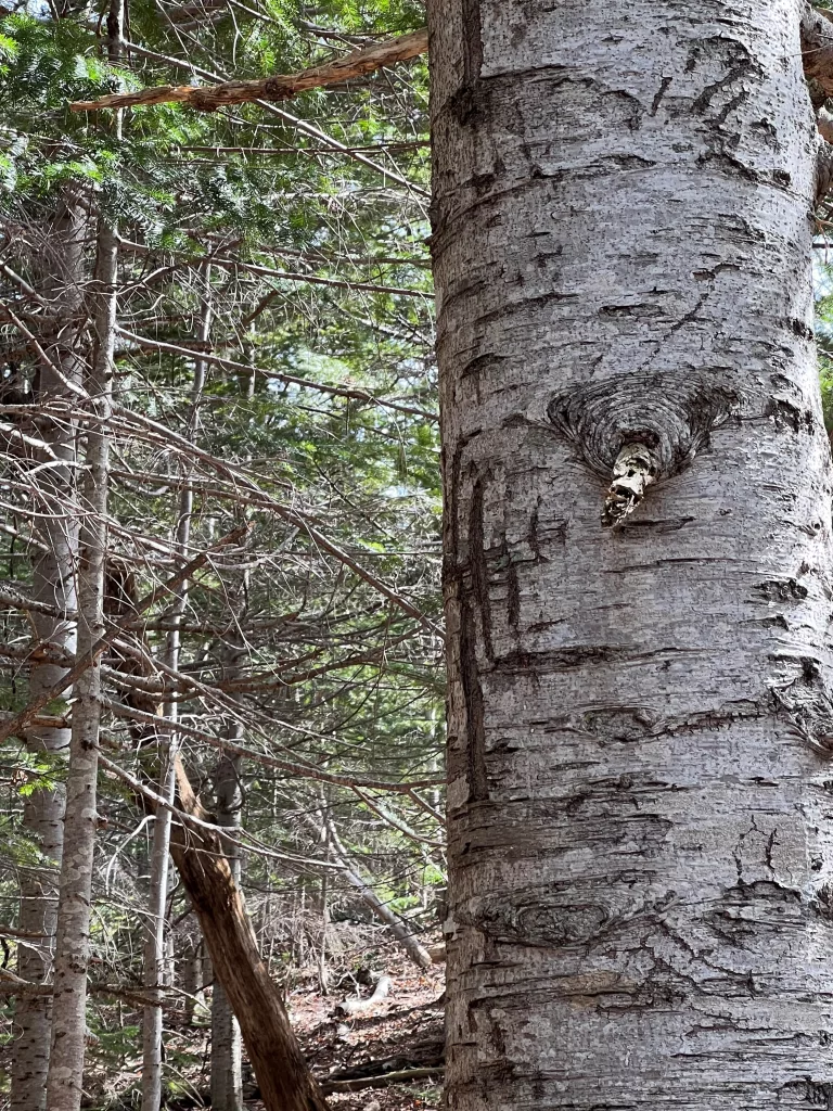 Foto de árvore na floresta com marcas de garras de urso.